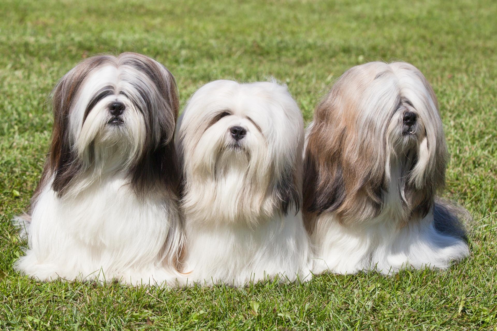 Lhasa Apso Dog