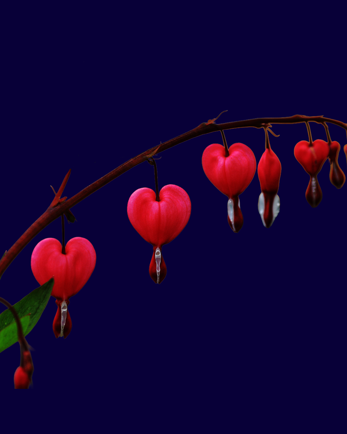 Bleeding Heart heart shaped flowers on a branch