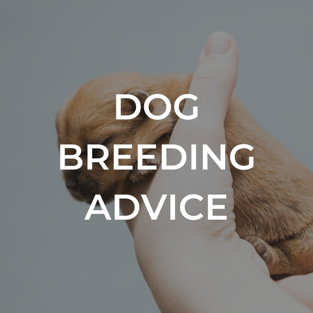 Dog Breeding Advice