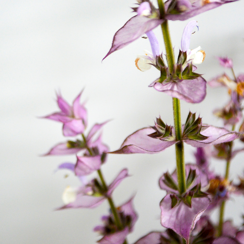 Clary Sage flowers