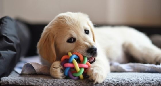A puppy laying down and chewing on a toy