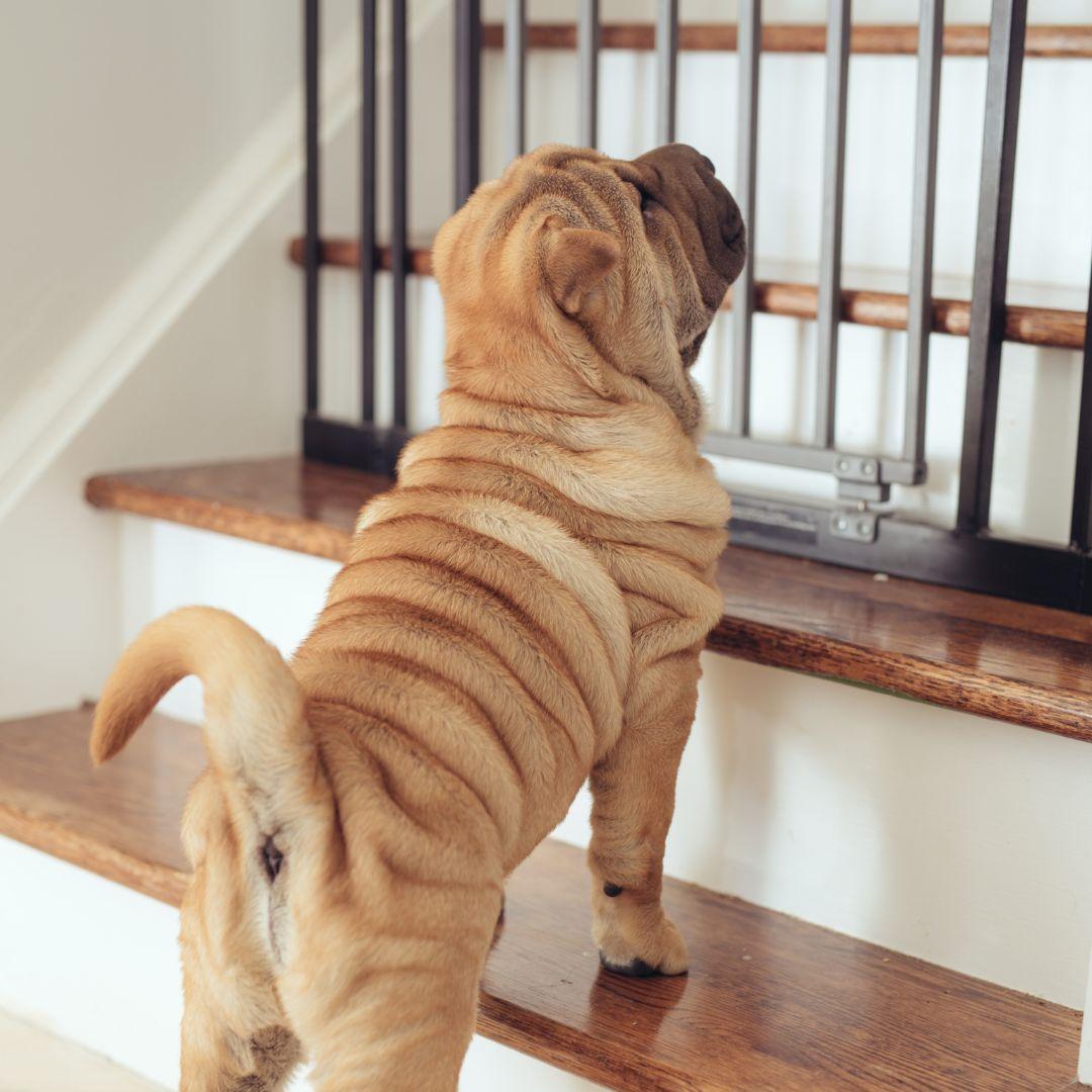 How to Protect Your Couch From Dog Pee Potty Buddy Potty Buddy™