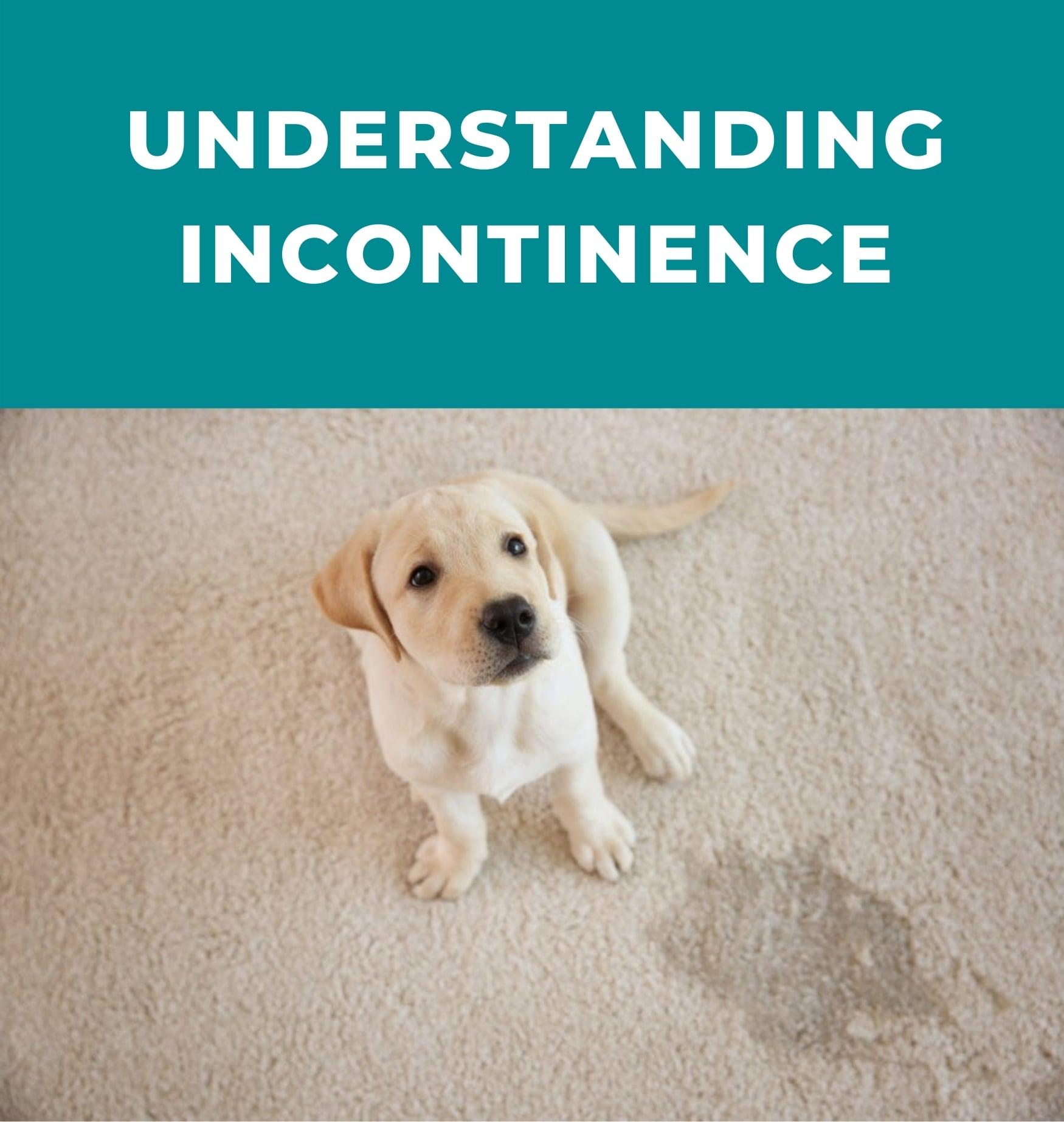Dog Incontinence 101 Common Causes and Treatment Potty Buddy™