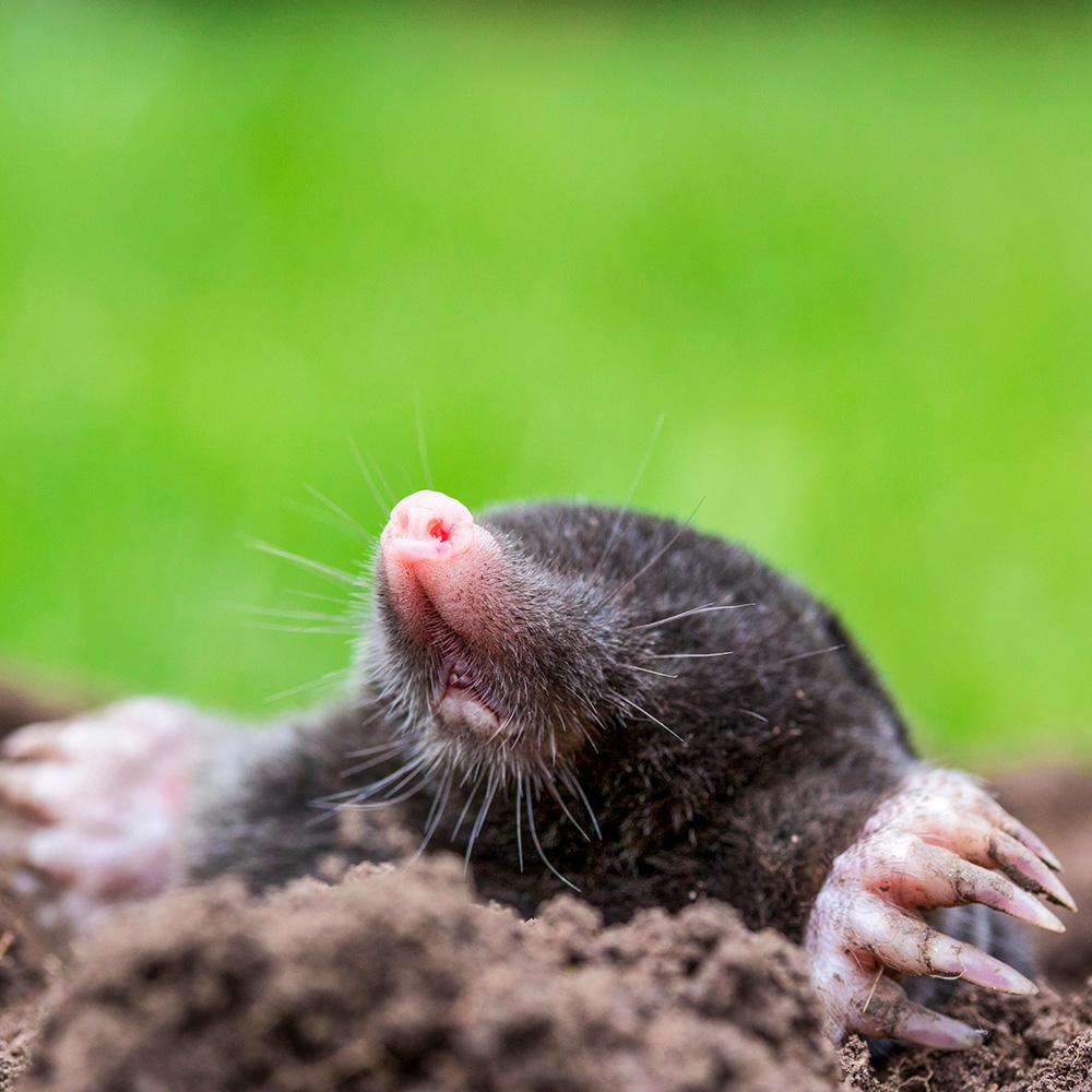 Moles