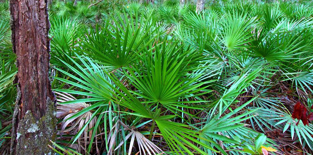 A plot of green, spiky, saw palmetto plants with a nearby tree