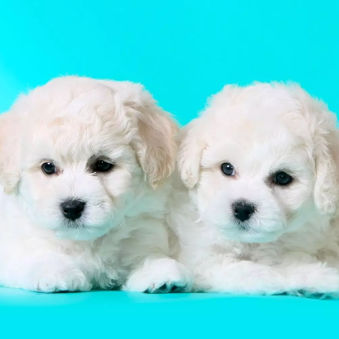 Top Cute White Dog Breeds