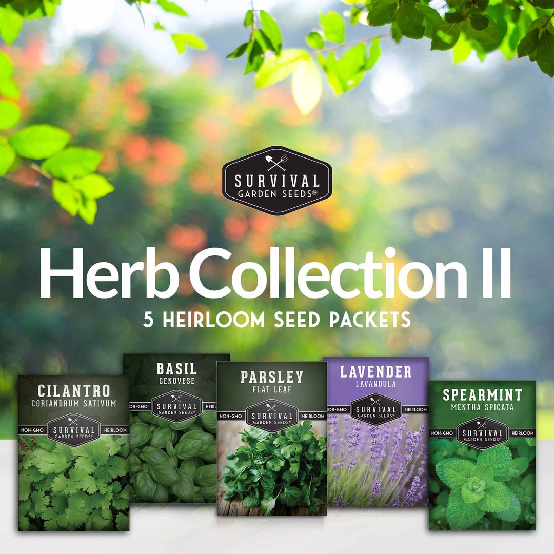 Popular Herb Collection - 5 favorite herbs