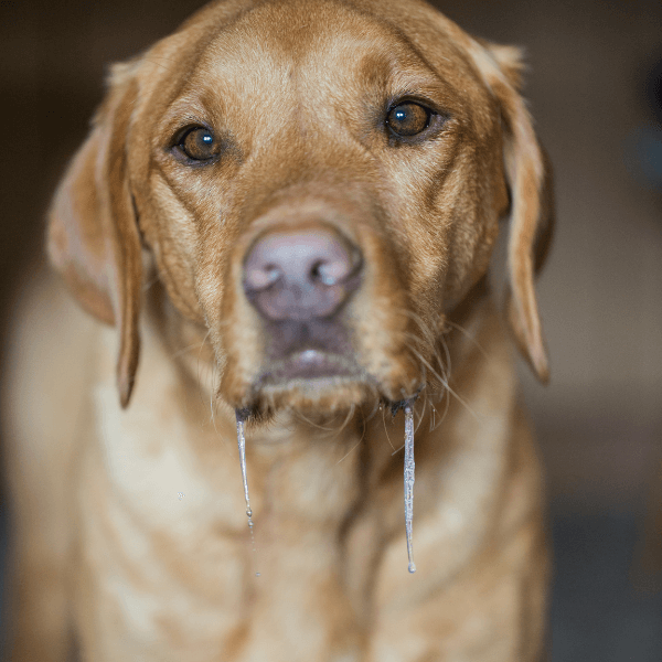 Signs of separation anxiety in dogs