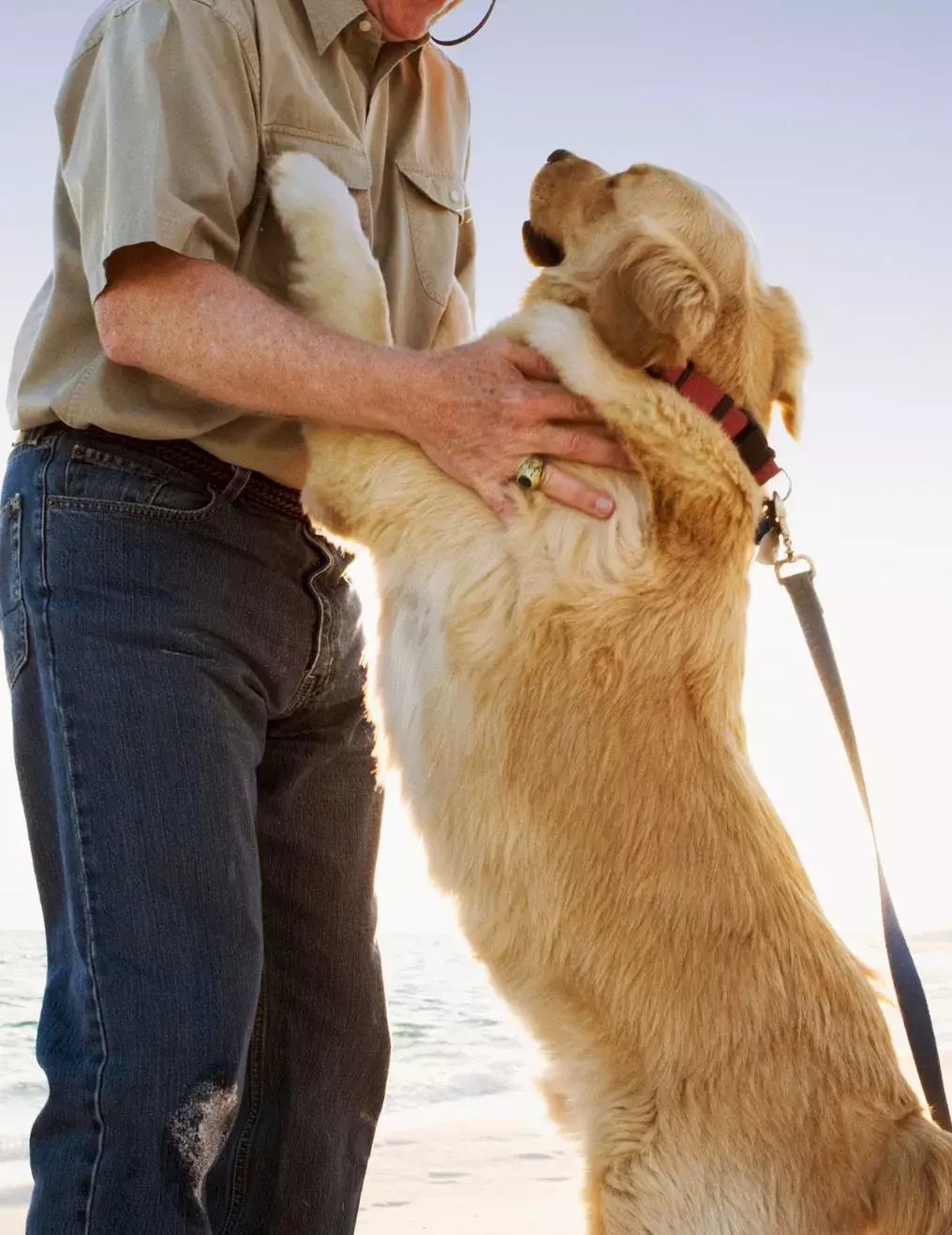 dog jumping on people