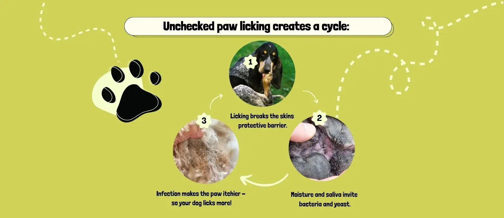 image: graphic showing the lick → irritation → infection cycle — alt text: "Diagram of the paw-licking irritation and infection cycle"