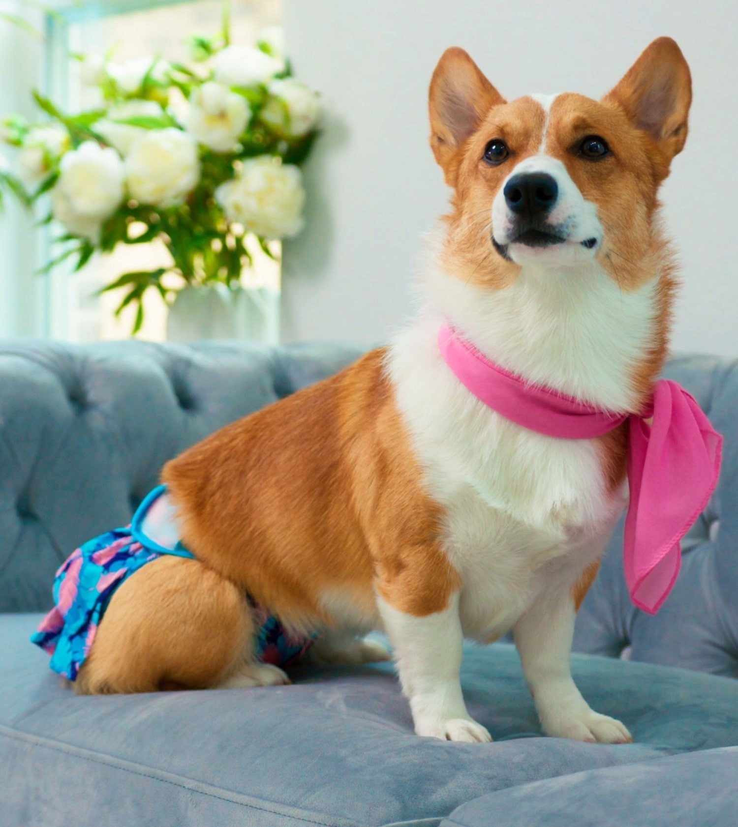 A corgi dog sitting on the couch and wearing a reusable diaper for dogs
