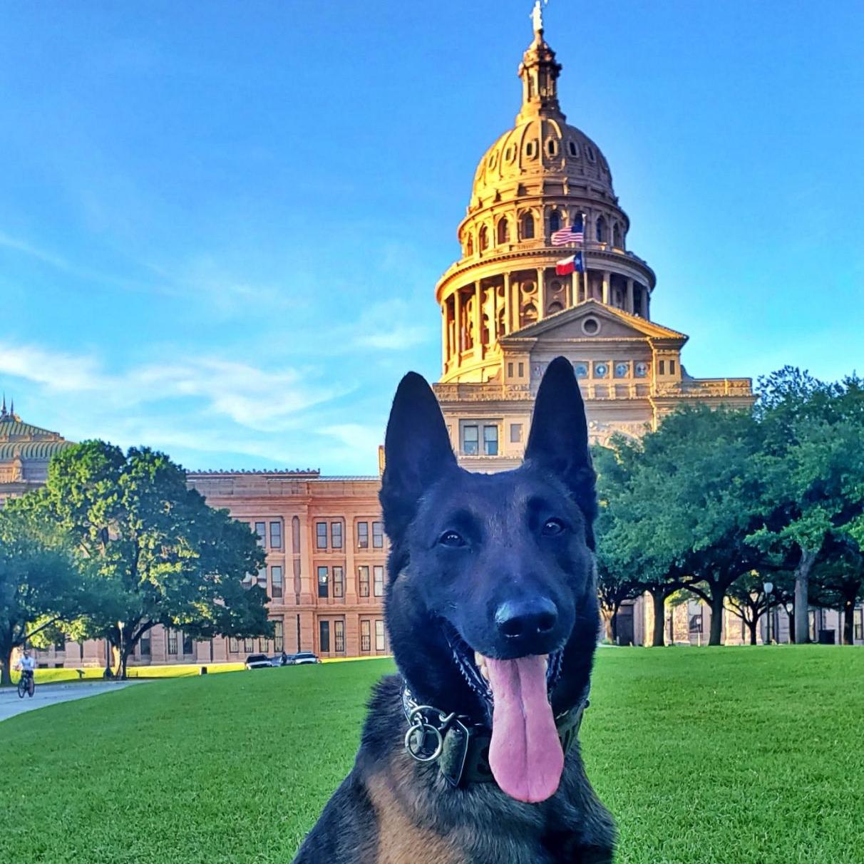 k9 digo at PK9H