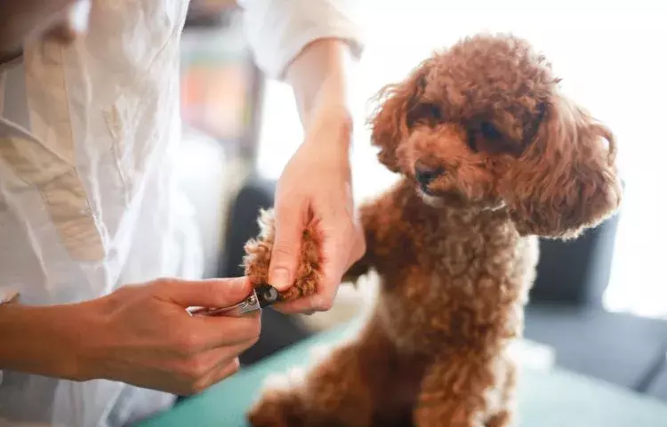 how often should you groom your dog