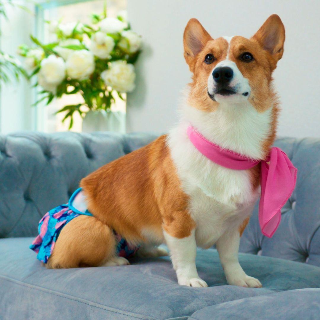 How Long Can a Dog Wear a Diaper? Potty Buddy Potty Buddy™