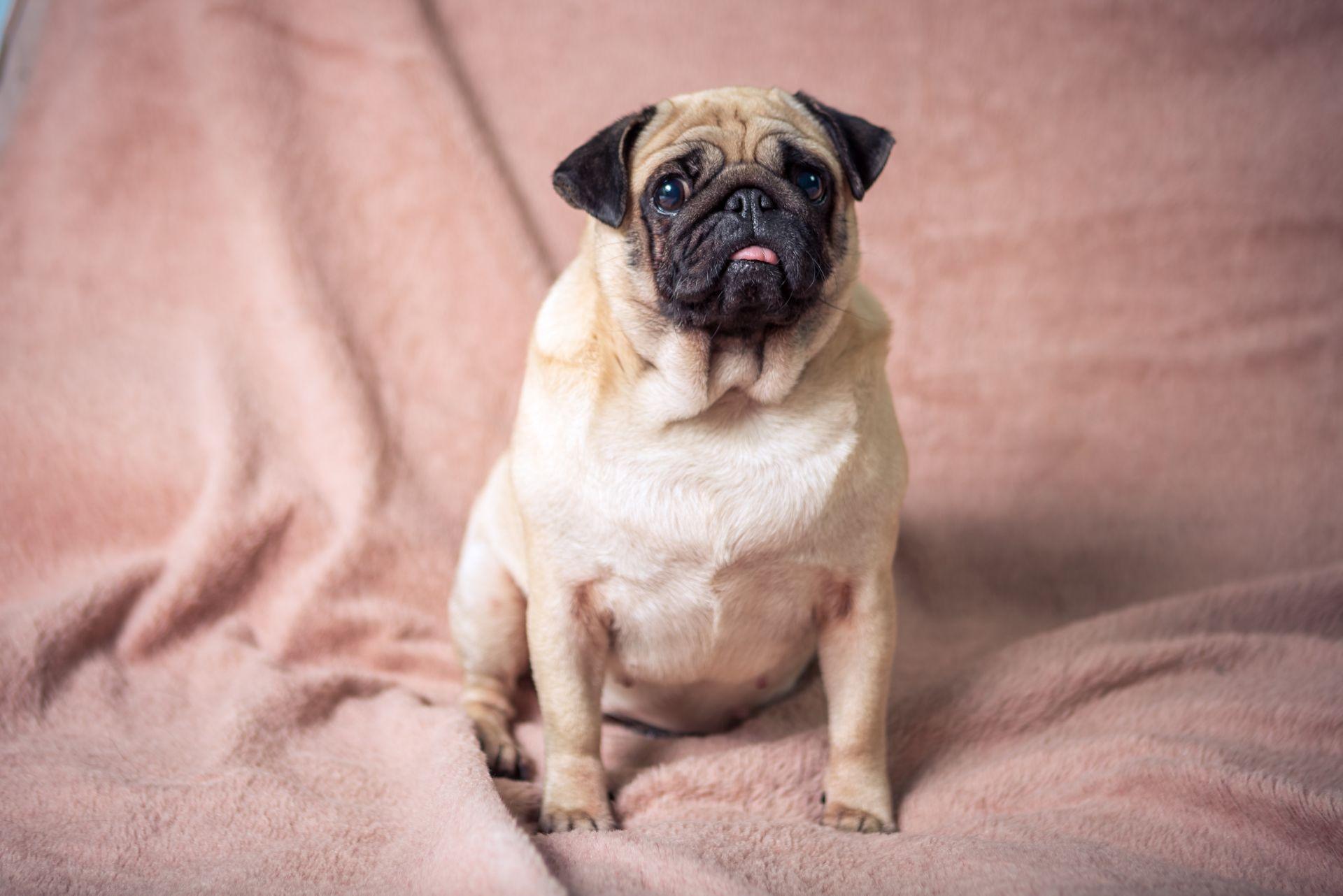 Pug with blanket