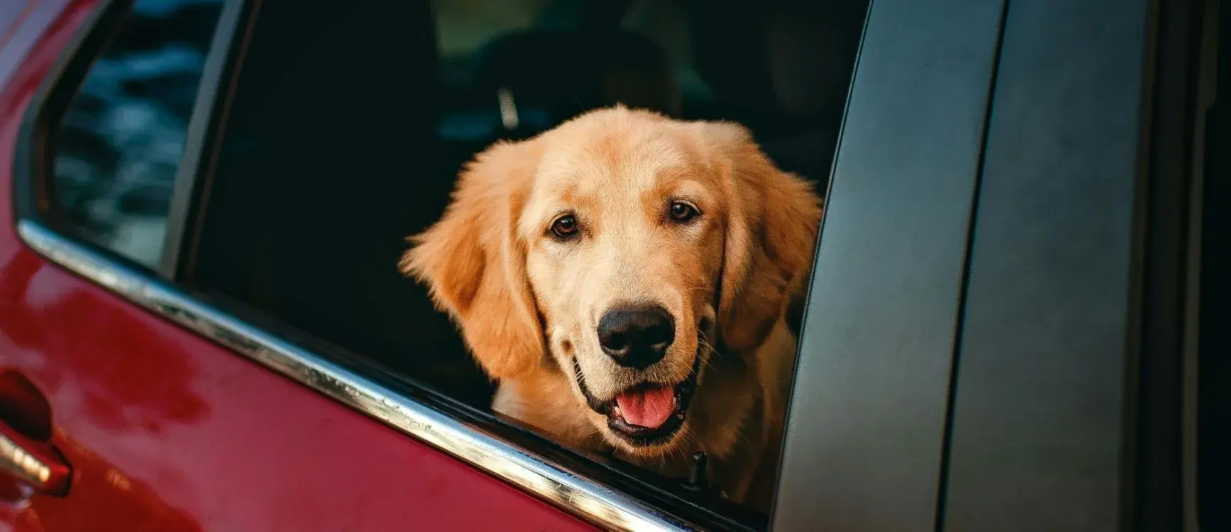 A golden retriever gazes out the car window, its fur shining in the sunlight, enjoying the view.