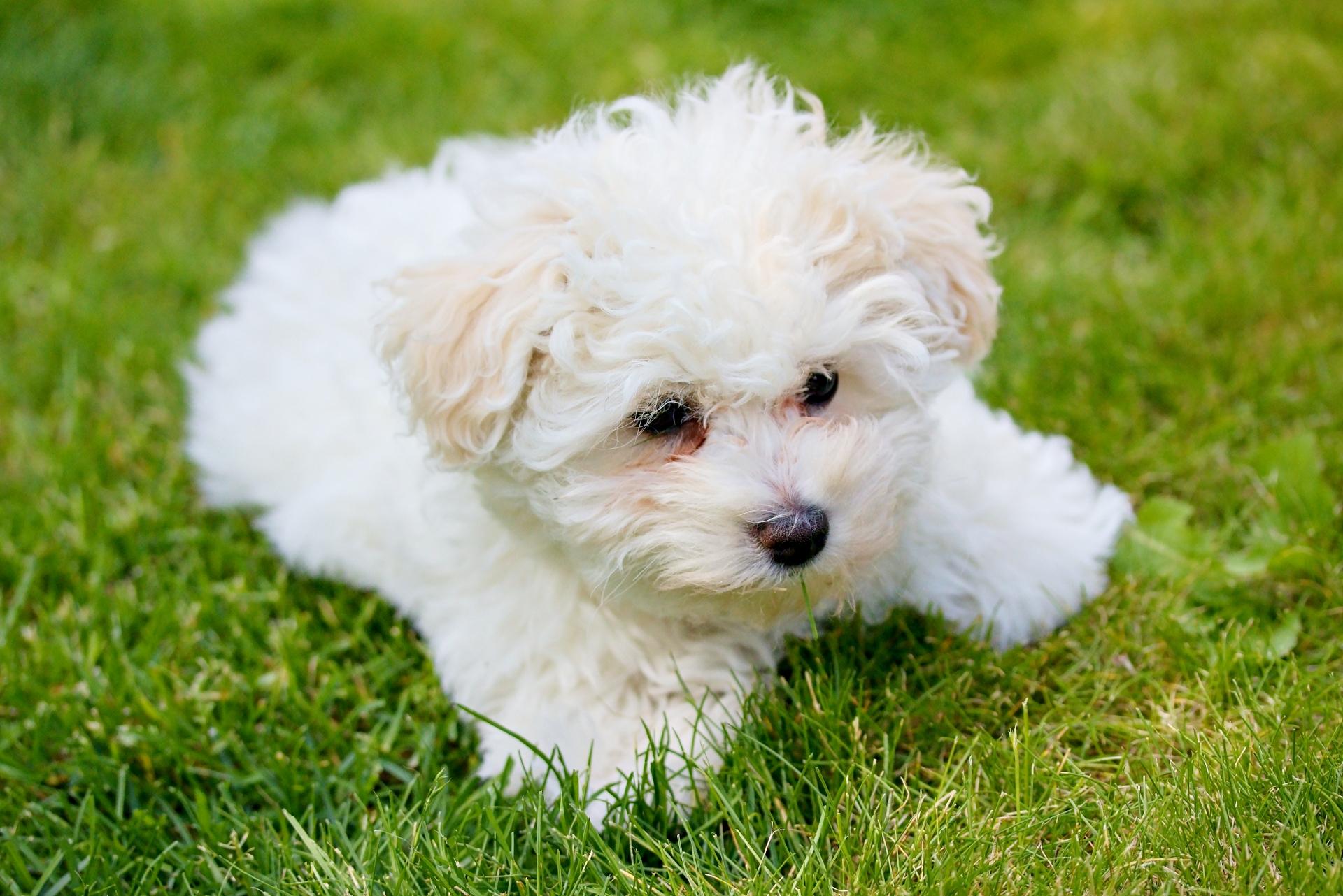 Bolognese Dog Breed