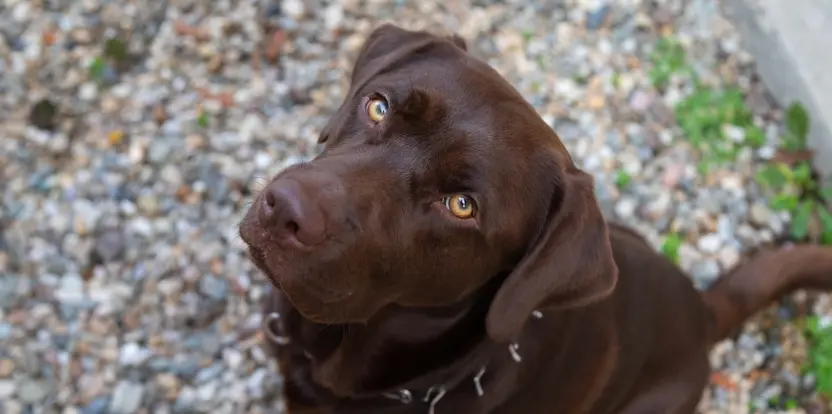 A brown dog gazes up at the camera with an attentive expression.