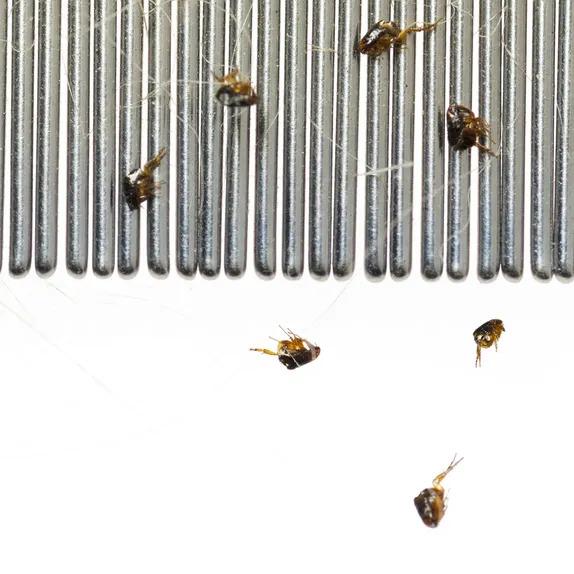 Fleas