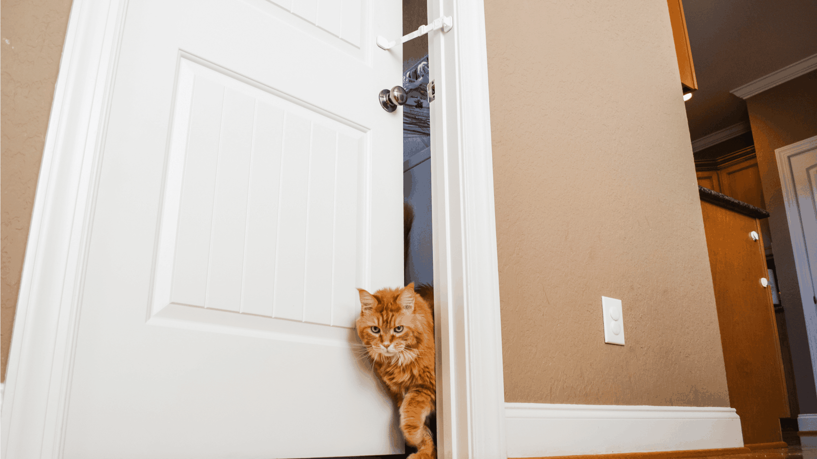3 Reasons Why cats Hate Closed Doors Door Buddy