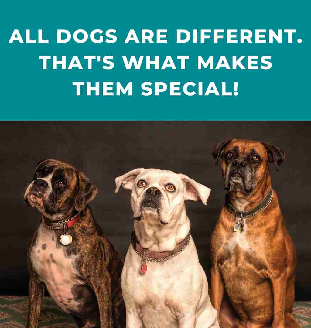 5 Dog Personality Types