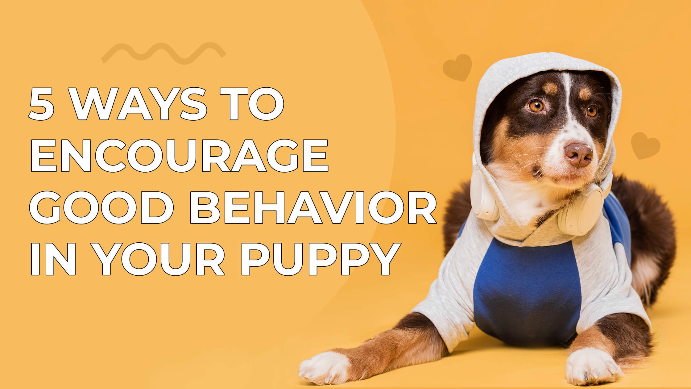5 Ways to Encourage Good Behaviour In Your Puppy