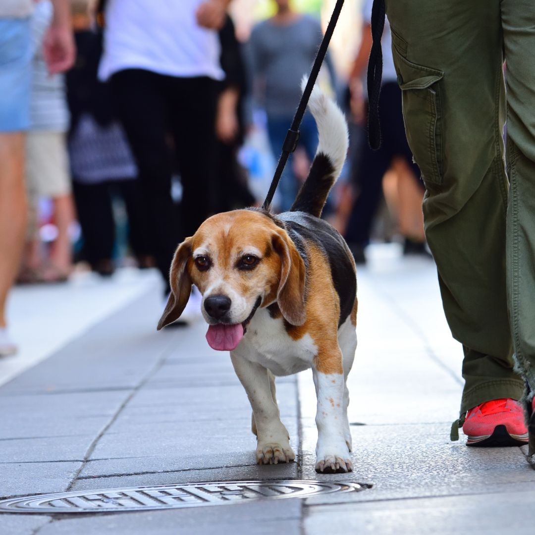Beagle walking on wet sidewalk