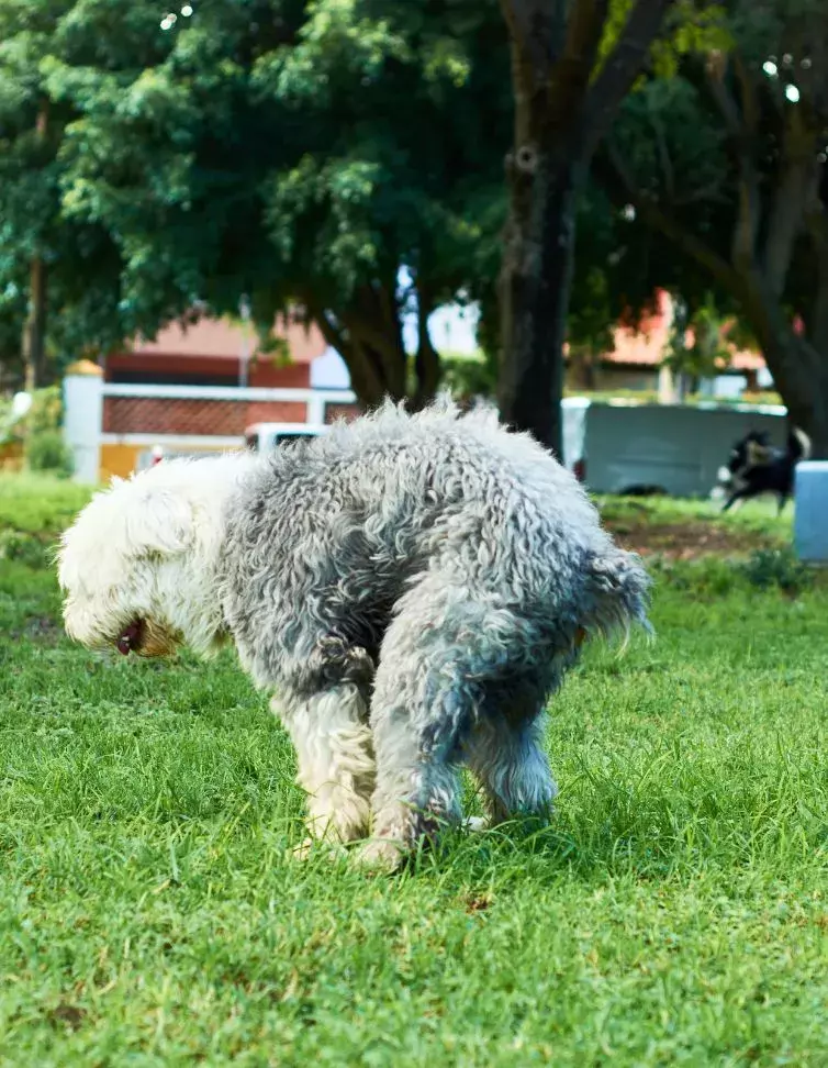 dog pooping