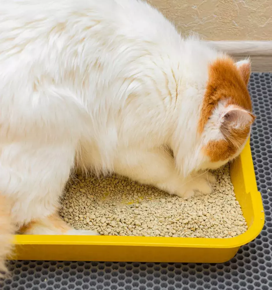 cat in litter box