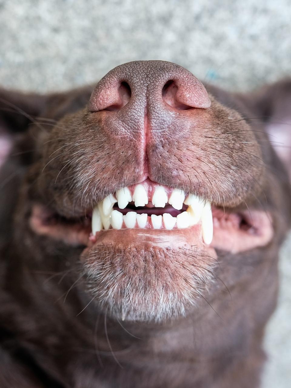 dog lie on its back and show smiling dog teeth