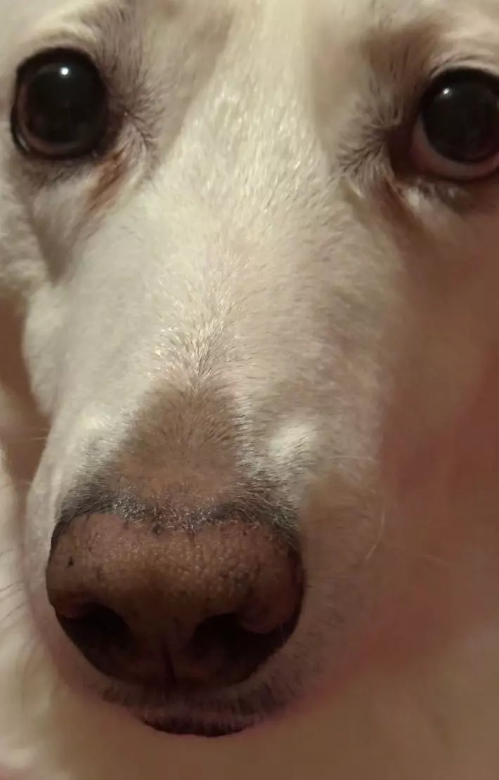 dry dog nose
