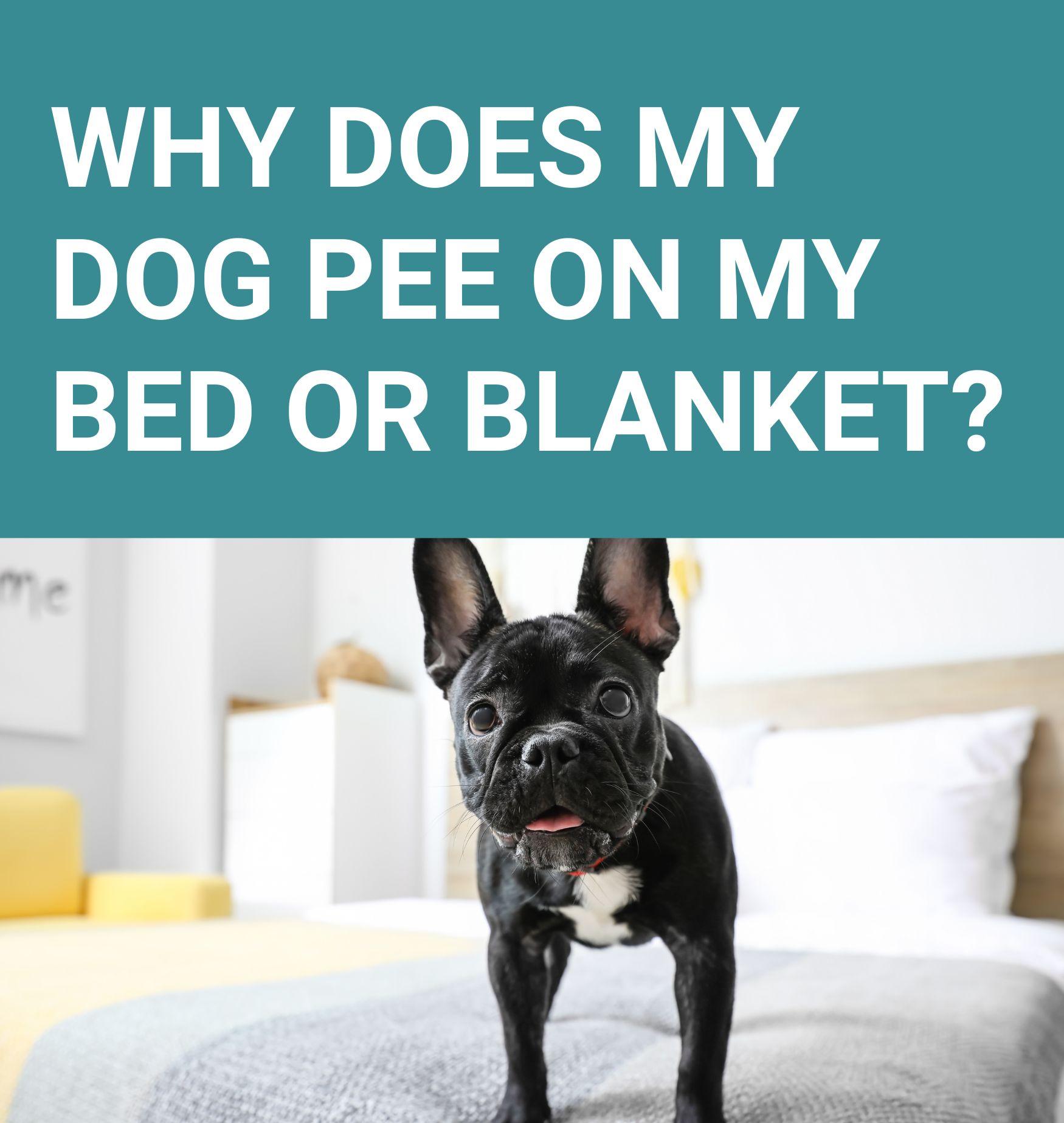 Why Does My Dog Pee On My Bed or Blanket? Potty Buddy™