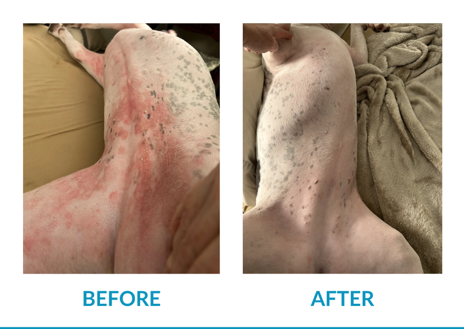 Picture of The Healthier, More Natural Way to Relieve Your Dog's Allergies