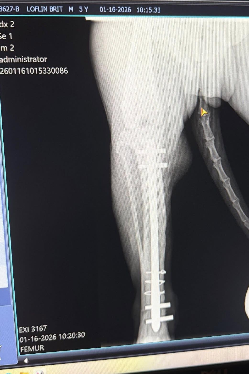 k9 brit leg x ray