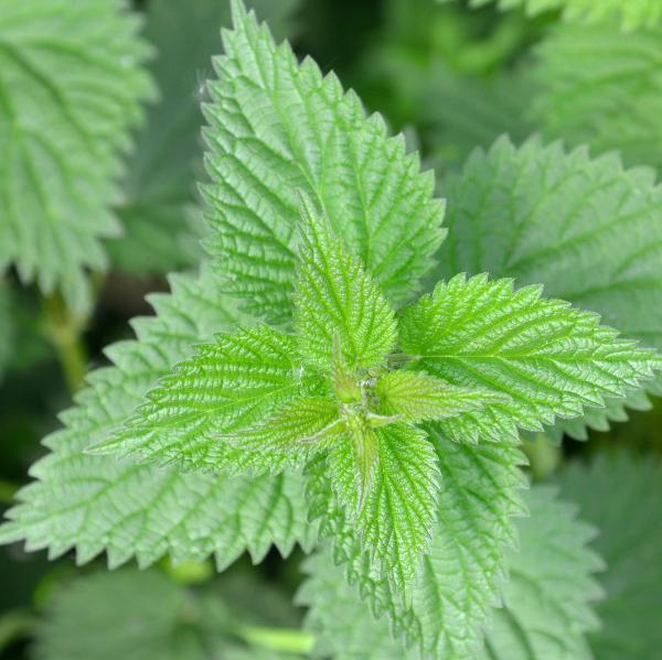 Stinging Nettle