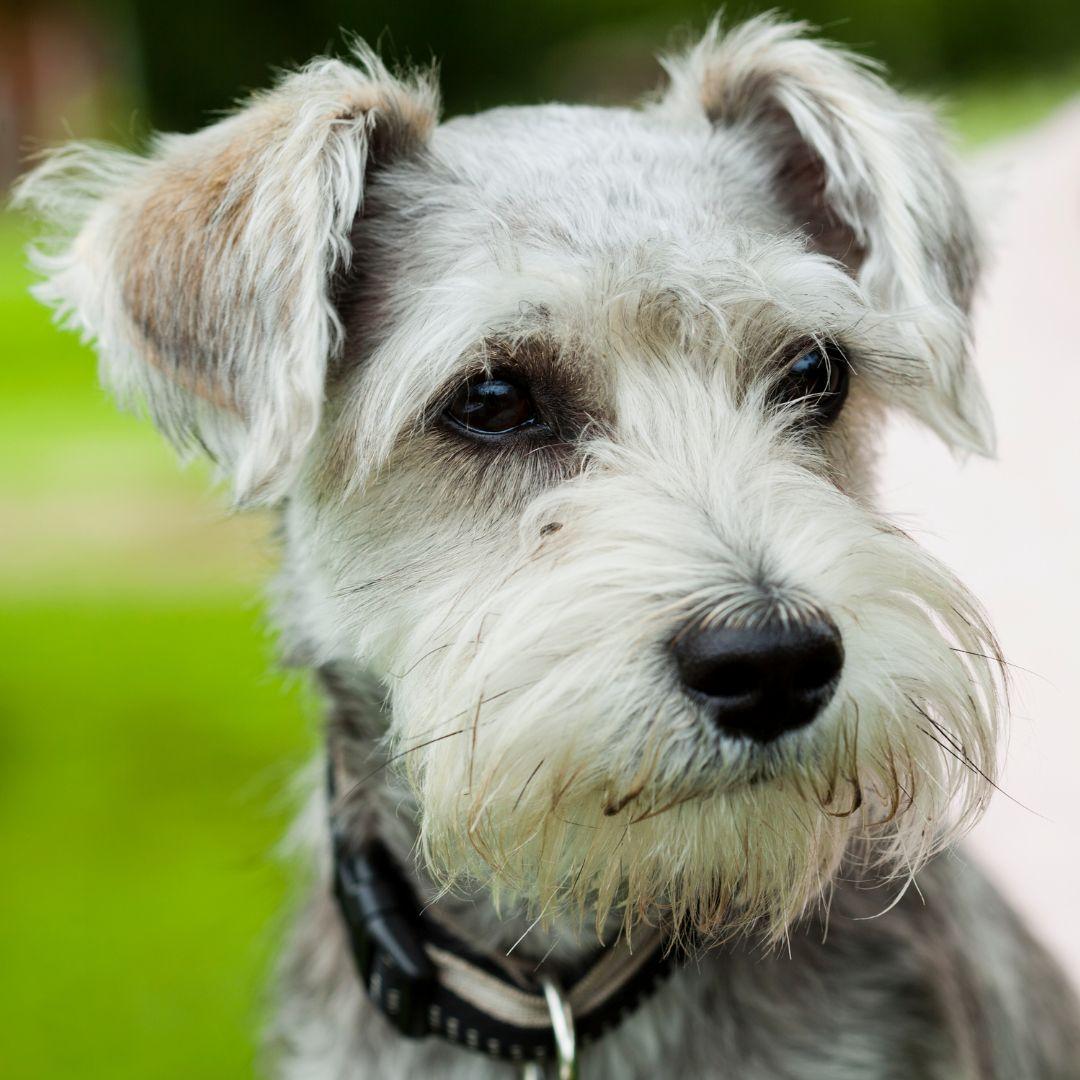 Miniature Schnauzers outdoors in garden