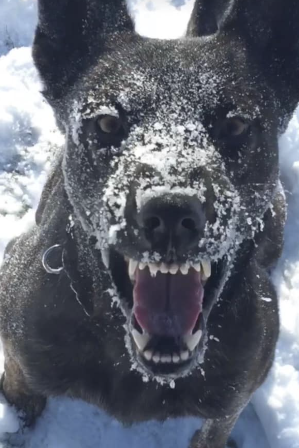 k9 rikki