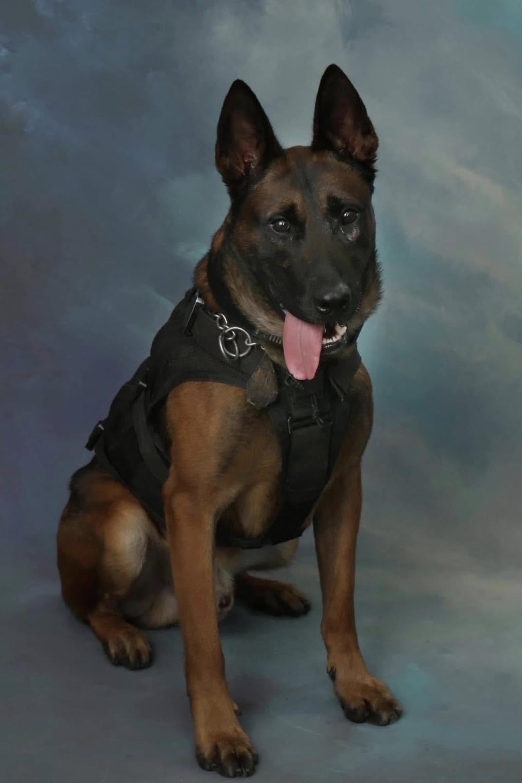 k9 yce in his portrait photo