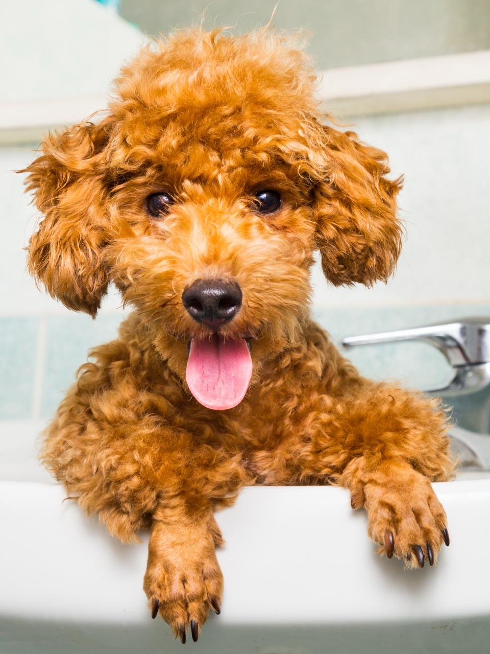 Smiling brown poodle puppy getting ready for bath in basin