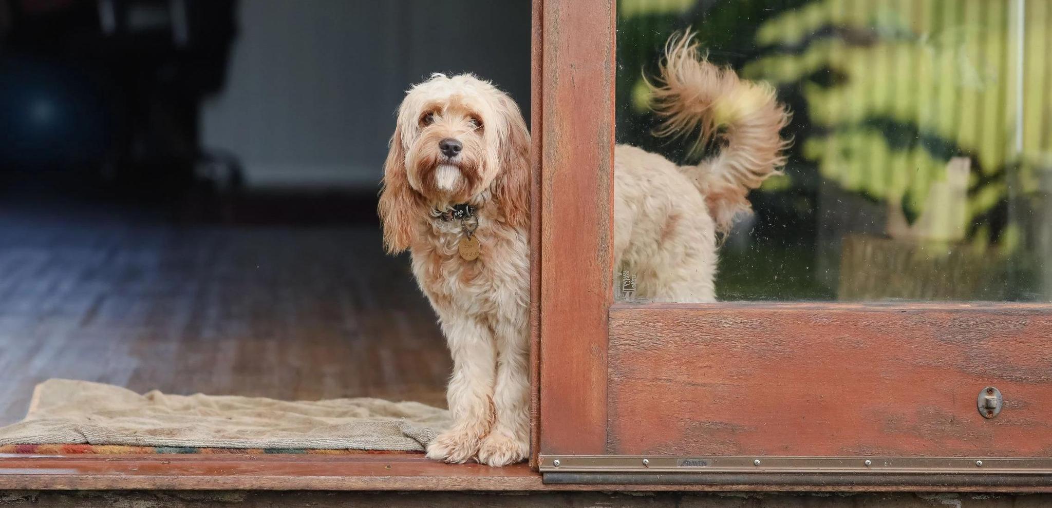 how-long-can-dogs-hold-their-pee-potty-buddy-potty-buddy