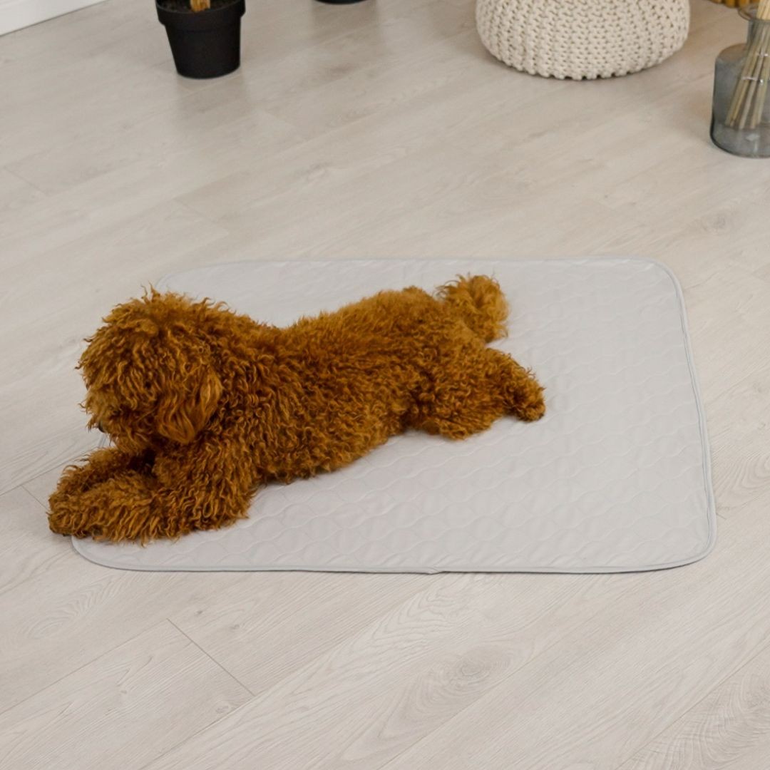 Dog lying on grey Potty Buddy pad