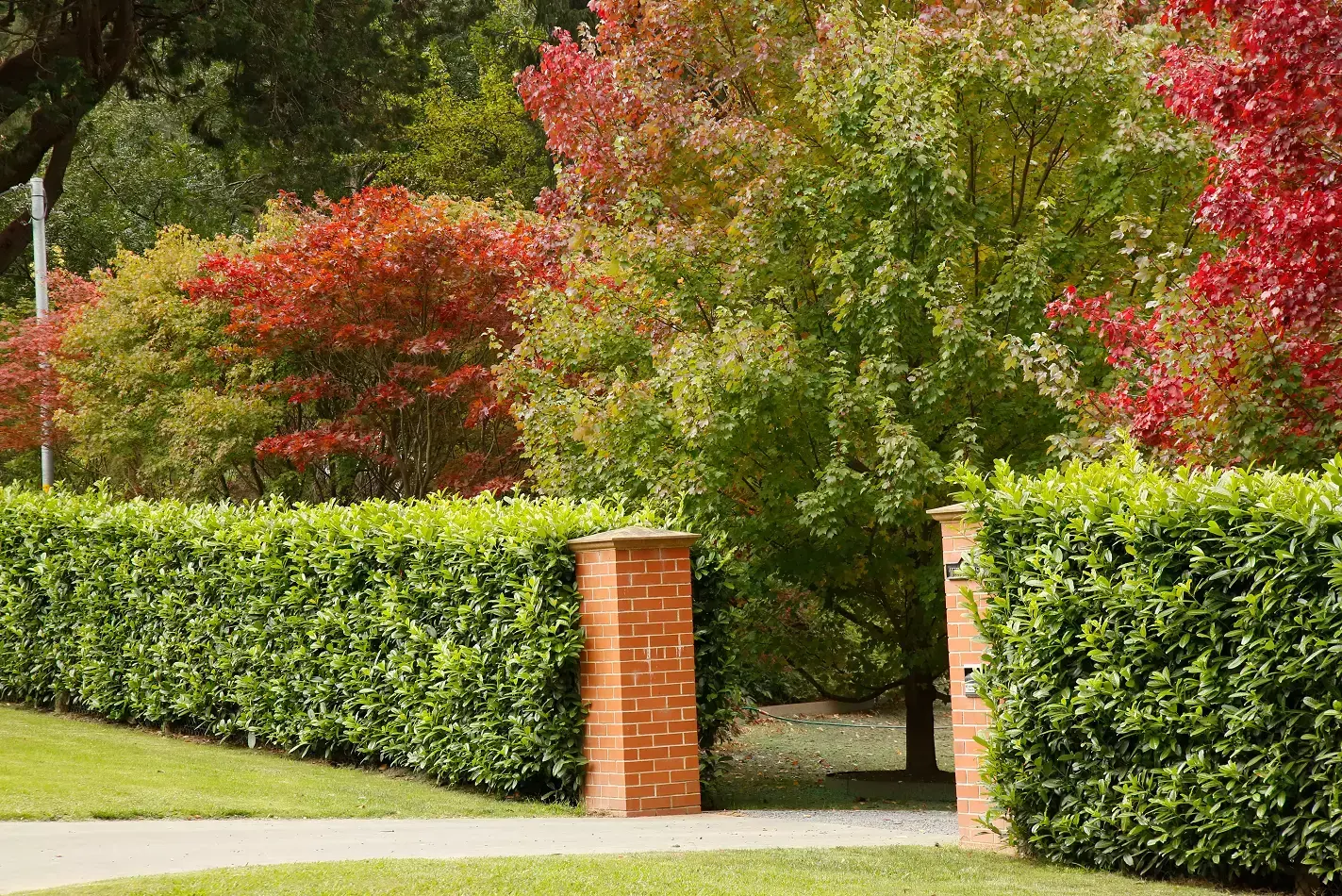 Neatly trimmed evergreen hedge flanking brick gate pillars, with a park-like garden and colourful autumn trees in the background.