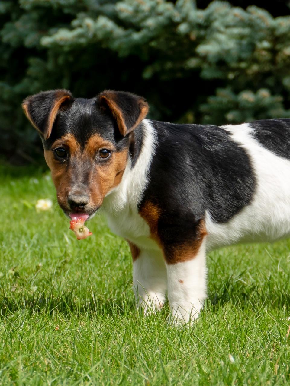 Jack Russel Terrier with crawling tingue out with worm. Dog eating insect from the garden