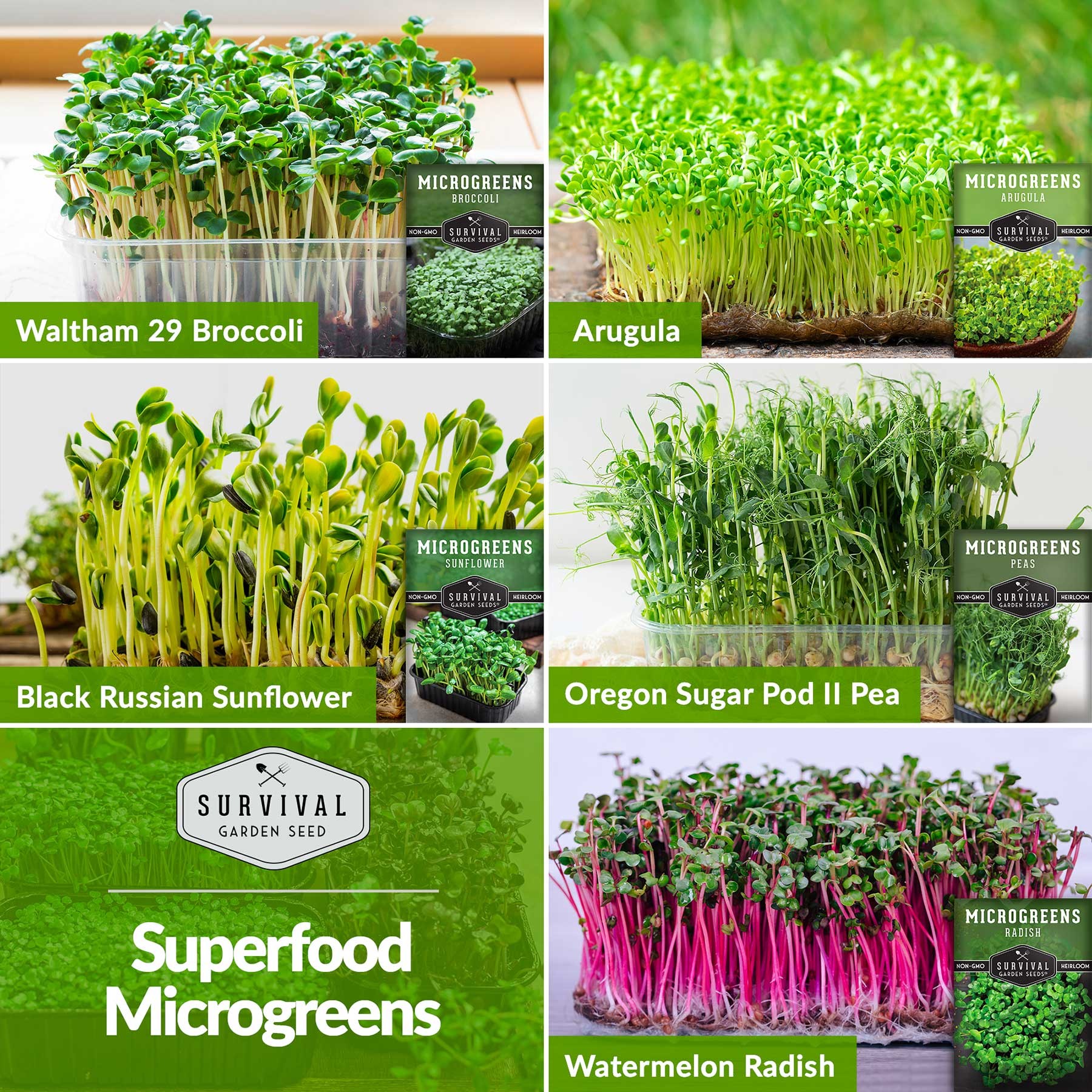 Heirloom Microgreen Seeds