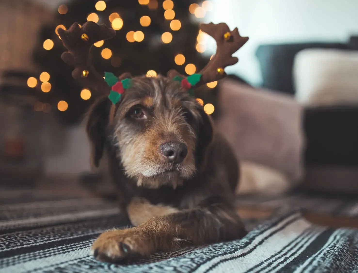 A cheerful dog wearing a festive Christmas hat, looking playful and ready for the holiday season.