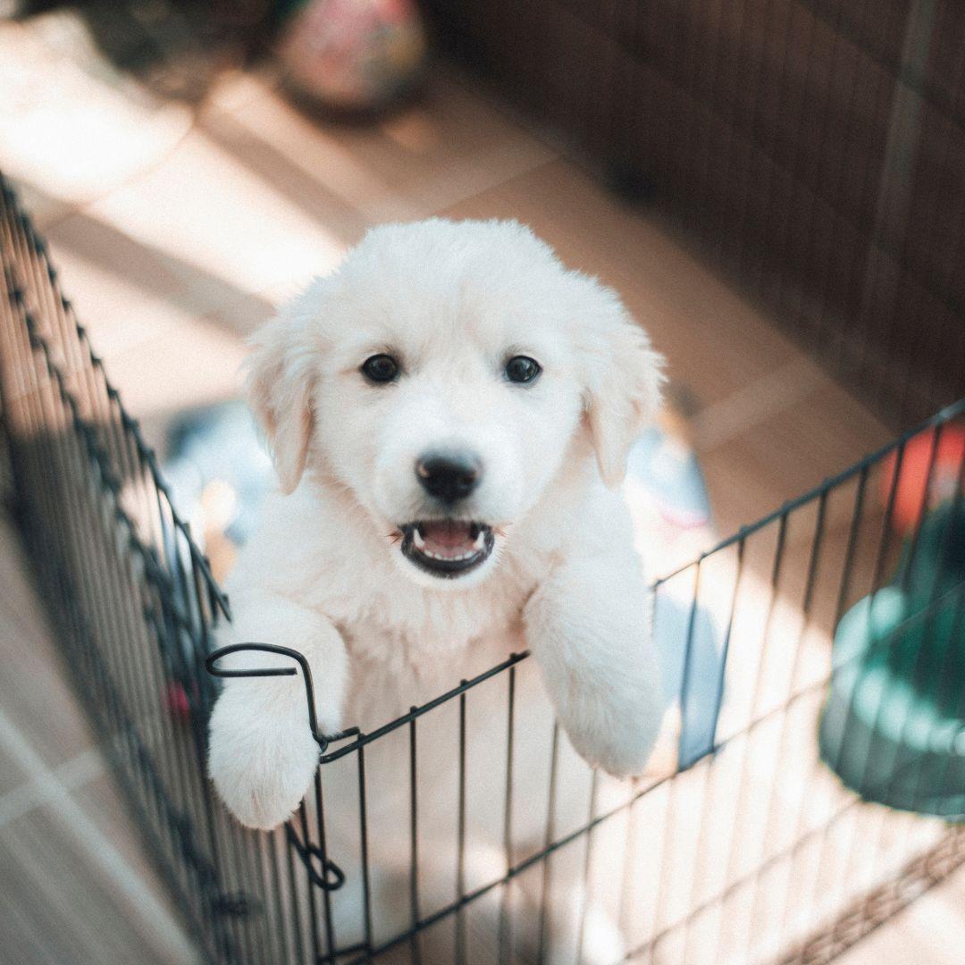 Cute puppy leaning on crate