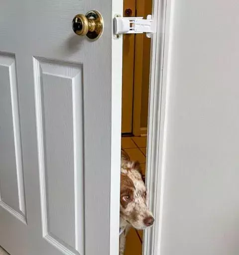 door buddy prop
