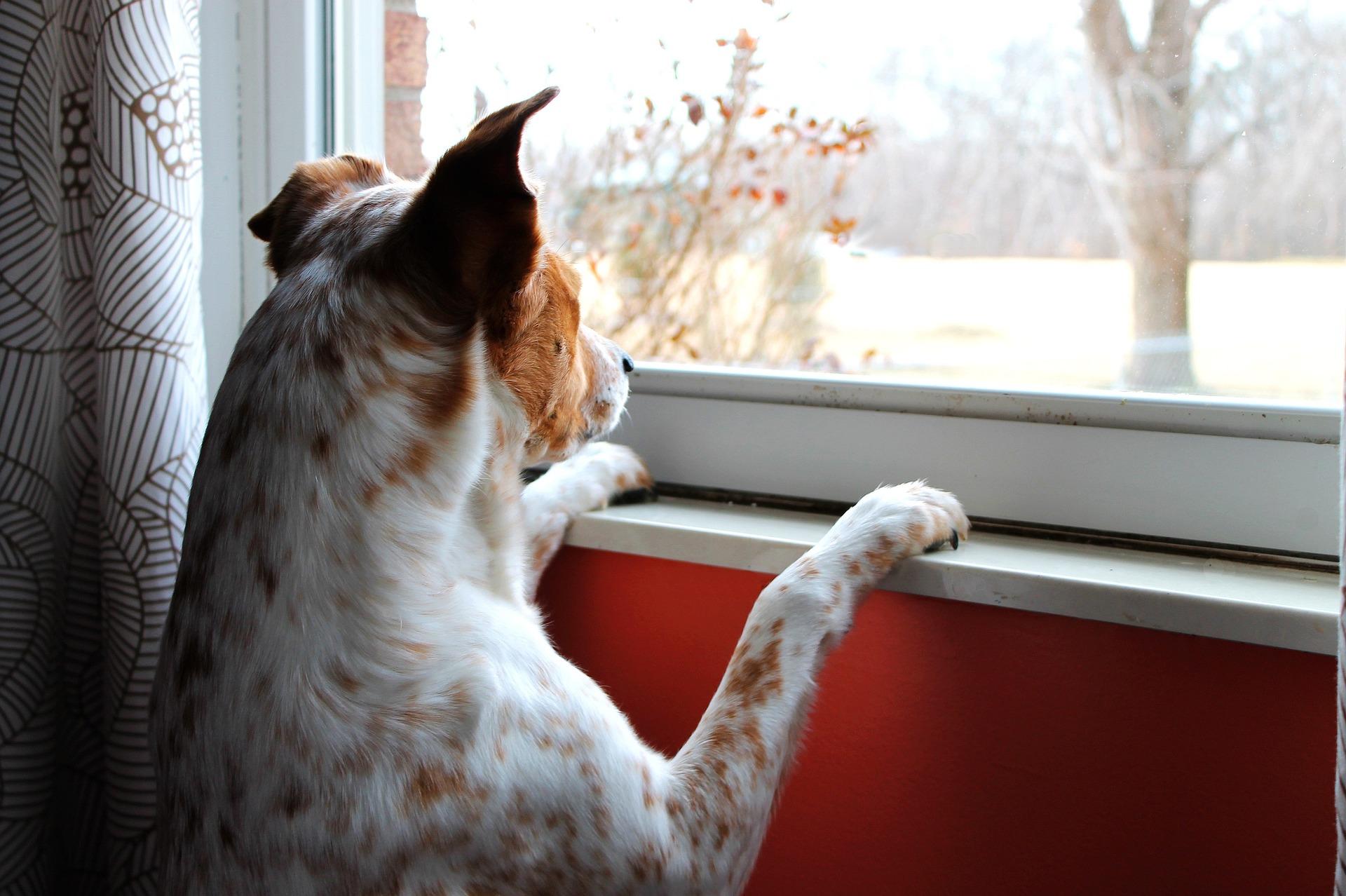 9 Dogs Who Can't Wait To Tear Open Christmas Gifts [VIDEOS] - DogTime