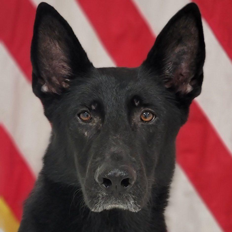 k9 areck on flag