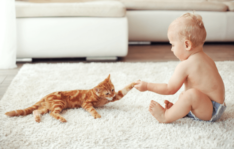 Door Buddy - baby gate with cat door